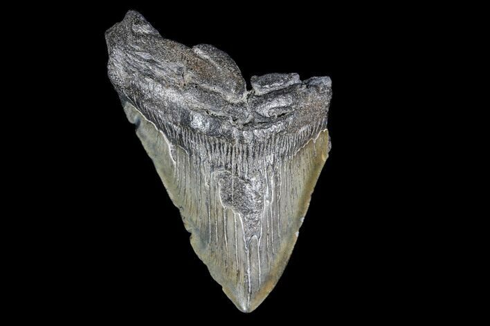 Partial, Fossil Megalodon Tooth #89040